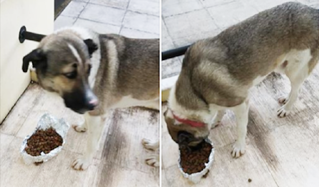 Έχει ξεφύγει η κατάσταση με τις ΦΟΛΕΣ στη ΒΟΝΙΤΣΑ – Μία ακόμη θανάτωση σκύλου (φωτο) - Φωτογραφία 1