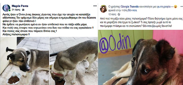 Έχει ξεφύγει η κατάσταση με τις ΦΟΛΕΣ στη ΒΟΝΙΤΣΑ – Μία ακόμη θανάτωση σκύλου (φωτο) - Φωτογραφία 2
