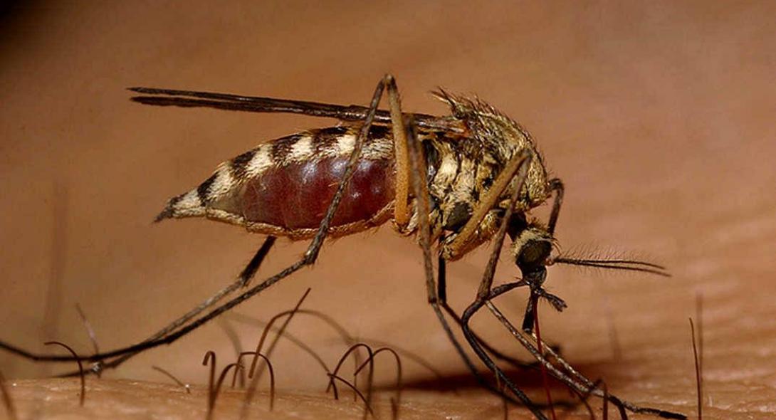 Τα κουνούπια αιτία αλλαγής της ιστορίας μας - Φωτογραφία 1