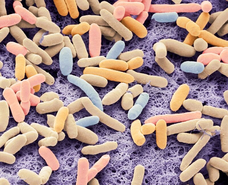 Επιστήμονες τροποποίησαν το βακτήριο E. coli ώστε να τρέφεται με... - Φωτογραφία 1