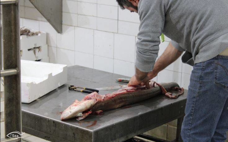 Οι Έλληνες αγοράζουν κατά λάθος μπλε καρχαρία αντί για γαλέο - Φωτογραφία 4