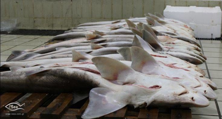 Οι Έλληνες αγοράζουν κατά λάθος μπλε καρχαρία αντί για γαλέο - Φωτογραφία 5