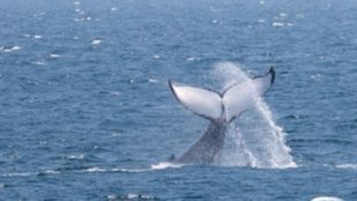 Φάλαινα στη Σκωτία βρέθηκε νεκρή έχοντας στο στομάχι της σκουπίδια 100 κιλών - Φωτογραφία 1