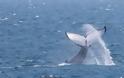 Φάλαινα στη Σκωτία βρέθηκε νεκρή έχοντας στο στομάχι της σκουπίδια 100 κιλών