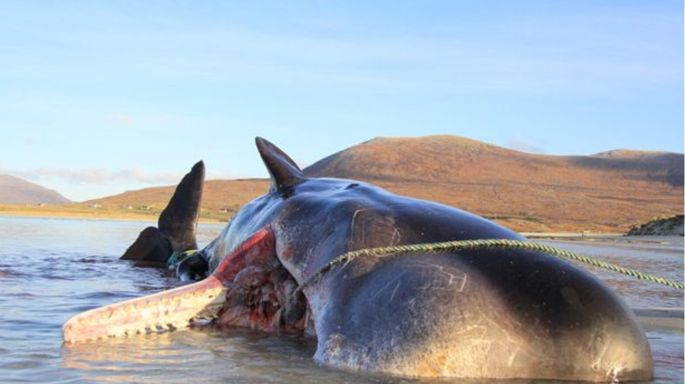 Νεκρή φάλαινα με 100 κιλά σκουπίδια στο στομάχι της - Φωτογραφία 1