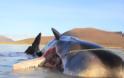 Νεκρή φάλαινα με 100 κιλά σκουπίδια στο στομάχι της