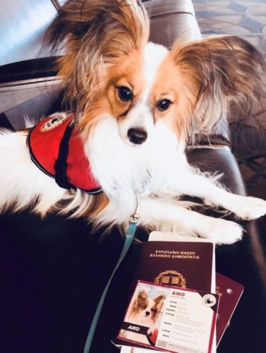 Ο σκύλος που ταξίδεψε από το Οχάιο στη Θεσσαλονίκη για να γίνει φύλακας - άγγελος 35χρονης με κώφωση - Φωτογραφία 2