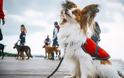 Ο σκύλος που ταξίδεψε από το Οχάιο στη Θεσσαλονίκη για να γίνει φύλακας - άγγελος 35χρονης με κώφωση