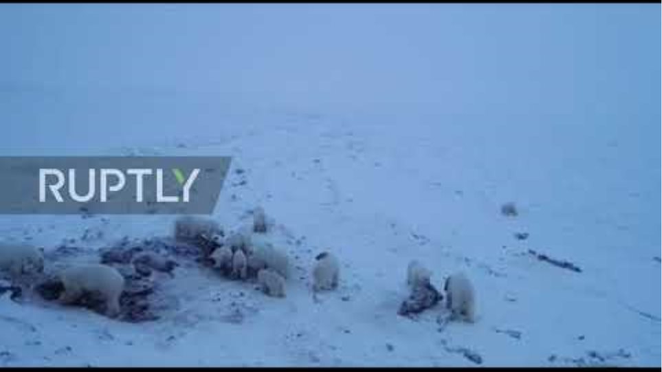 «Εισβολή» 56 πεινασμένων πολικών αρκούδων σε χωριό 500 κατοίκων - Φωτογραφία 2