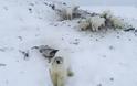 «Εισβολή» 56 πεινασμένων πολικών αρκούδων σε χωριό 500 κατοίκων