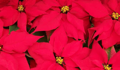 Χριστουγεννιάτικα Φυτά για να στολίσετε ή για να κάνετε δώρο - Φωτογραφία 1
