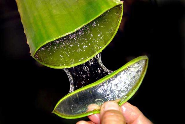 Aloe Vera: Το «φυτό της αθανασίας»: Δείτε που βοηθά ο θαυματουργός χυμός του… - Φωτογραφία 1