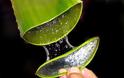 Aloe Vera: Το «φυτό της αθανασίας»: Δείτε που βοηθά ο θαυματουργός χυμός του…