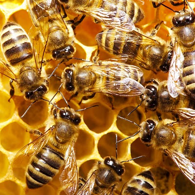 Έχετε αναιμία;  Βάλτε το μέλι στη διατροφή σας - Φωτογραφία 2