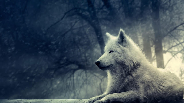 Ο Λύκος της Στέπας - Φωτογραφία 1