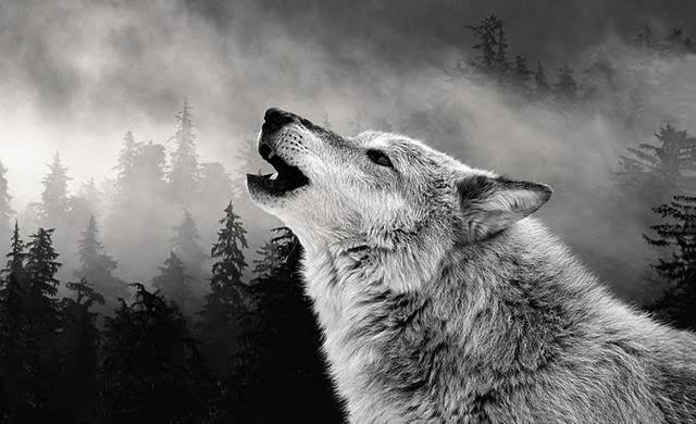 Ο Λύκος της Στέπας - Φωτογραφία 2