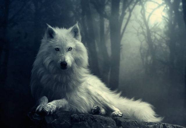 Ο Λύκος της Στέπας - Φωτογραφία 3