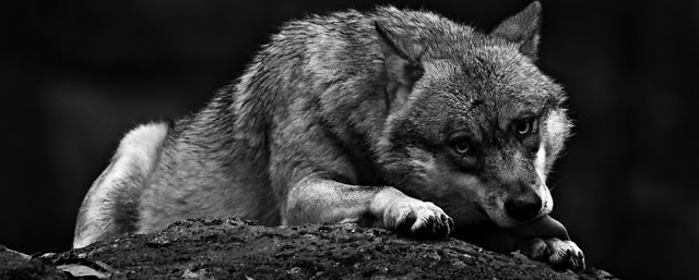 Ο Λύκος της Στέπας - Φωτογραφία 6