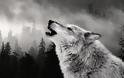 Ο Λύκος της Στέπας - Φωτογραφία 2