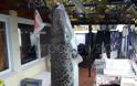 Ο μεγαλύτερος λαγοκέφαλος στα δίχτυα ψαρά! Οι εικόνες που προβληματίζουν [pics] - Φωτογραφία 1