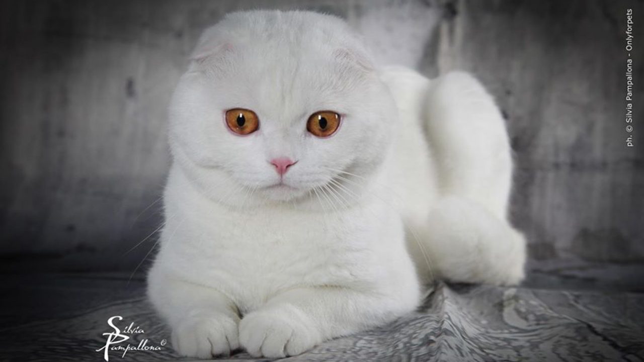 Σκότις Φόλντ: Η γάτα που δεν μοιάζει με καμιά άλλη - Φωτογραφία 1