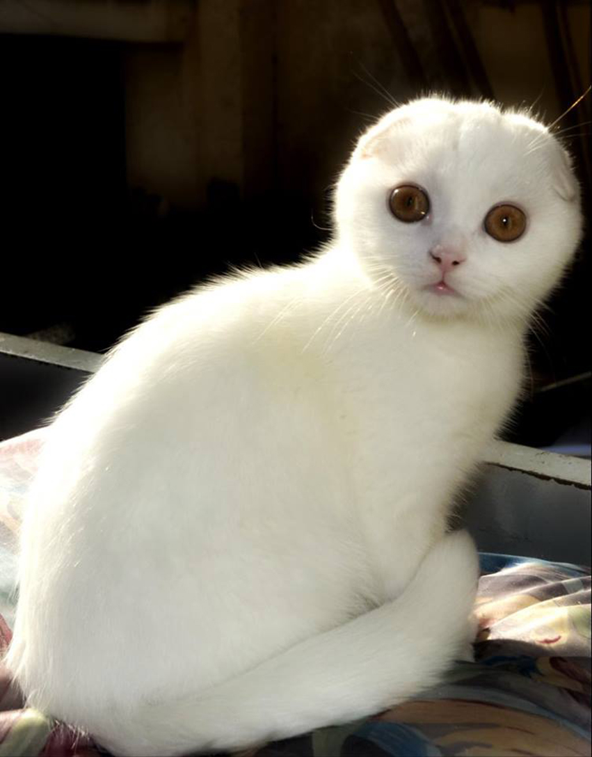 Σκότις Φόλντ: Η γάτα που δεν μοιάζει με καμιά άλλη - Φωτογραφία 4