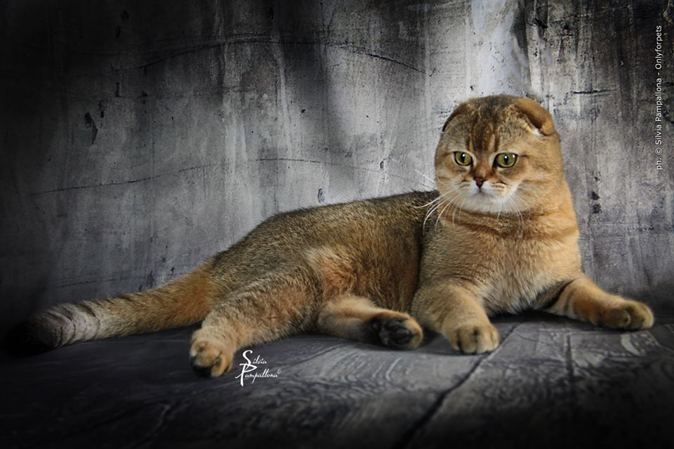 Σκότις Φόλντ: Η γάτα που δεν μοιάζει με καμιά άλλη - Φωτογραφία 8