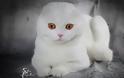 Σκότις Φόλντ: Η γάτα που δεν μοιάζει με καμιά άλλη