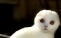 Σκότις Φόλντ: Η γάτα που δεν μοιάζει με καμιά άλλη - Φωτογραφία 4