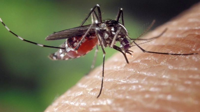Άνδρας που αερίζεται και σκοτώνει κουνούπια προσελήφθη από εταιρία για νέο εντομοαπωθητικό - Φωτογραφία 1