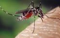 Άνδρας που αερίζεται και σκοτώνει κουνούπια προσελήφθη από εταιρία για νέο εντομοαπωθητικό