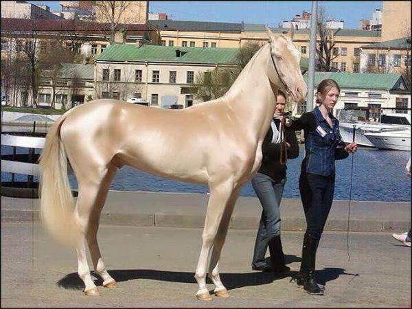 Αυτό το άλογο μοιάζει να το έχουν βυθίσει σε χρυσάφι και είναι γνωστό ως «το ωραιότερο άλογο στον κόσμο» - Φωτογραφία 1