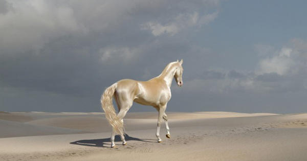 Αυτό το άλογο μοιάζει να το έχουν βυθίσει σε χρυσάφι και είναι γνωστό ως «το ωραιότερο άλογο στον κόσμο» - Φωτογραφία 2