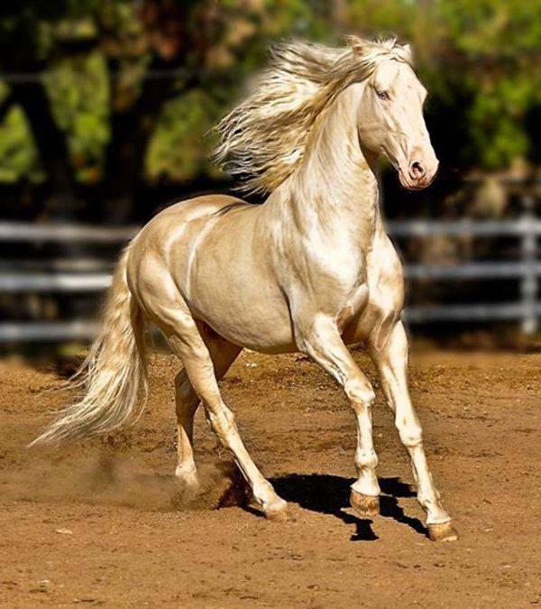 Αυτό το άλογο μοιάζει να το έχουν βυθίσει σε χρυσάφι και είναι γνωστό ως «το ωραιότερο άλογο στον κόσμο» - Φωτογραφία 3