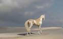 Αυτό το άλογο μοιάζει να το έχουν βυθίσει σε χρυσάφι και είναι γνωστό ως «το ωραιότερο άλογο στον κόσμο» - Φωτογραφία 2