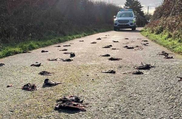 Μυστήριο με εκατοντάδες νεκρά ψαρόνια σε χωριό της Ουαλίας - Φωτογραφία 1