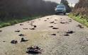 Μυστήριο με εκατοντάδες νεκρά ψαρόνια σε χωριό της Ουαλίας