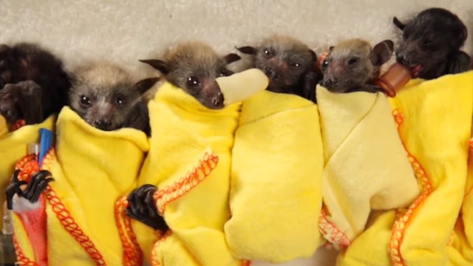 Αυστραλία: Χιλιάδες μωρά νυχτερίδων λιμοκτονούν εξαιτίας των δασικών πυρκαγιών - Φωτογραφία 1