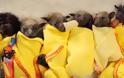 Αυστραλία: Χιλιάδες μωρά νυχτερίδων λιμοκτονούν εξαιτίας των δασικών πυρκαγιών