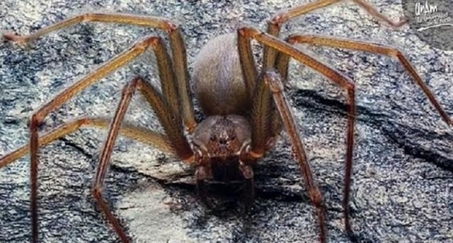 Εντοπίστηκε νέο είδος αράχνης με τοξικό δηλητήριο που της αρέσει να κρύβεται σε ρούχα και σε έπιπλα - Φωτογραφία 1