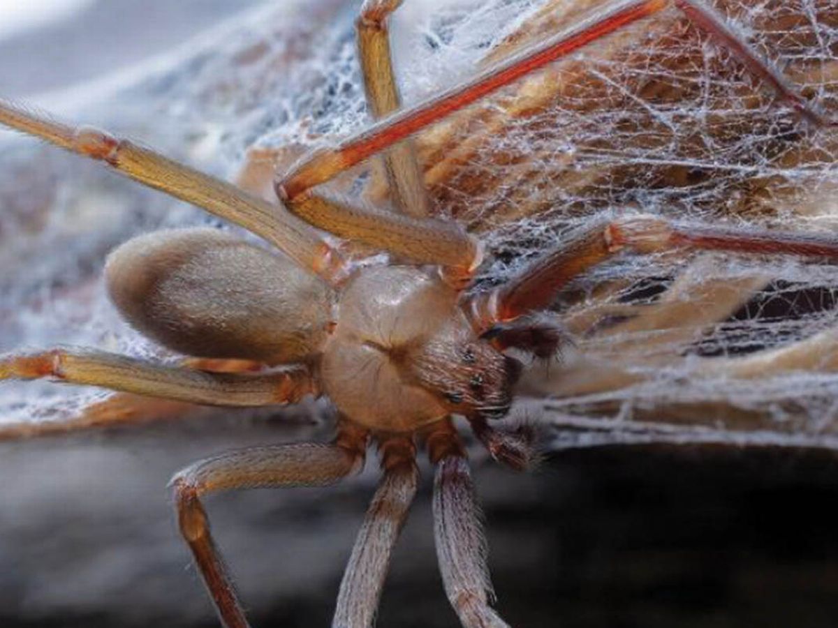 Εντοπίστηκε νέο είδος αράχνης με τοξικό δηλητήριο που της αρέσει να κρύβεται σε ρούχα και σε έπιπλα - Φωτογραφία 2