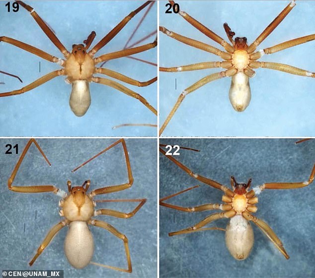Εντοπίστηκε νέο είδος αράχνης με τοξικό δηλητήριο που της αρέσει να κρύβεται σε ρούχα και σε έπιπλα - Φωτογραφία 3