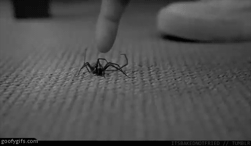 Εντοπίστηκε νέο είδος αράχνης με τοξικό δηλητήριο που της αρέσει να κρύβεται σε ρούχα και σε έπιπλα - Φωτογραφία 4
