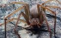 Εντοπίστηκε νέο είδος αράχνης με τοξικό δηλητήριο που της αρέσει να κρύβεται σε ρούχα και σε έπιπλα