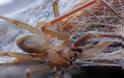 Εντοπίστηκε νέο είδος αράχνης με τοξικό δηλητήριο που της αρέσει να κρύβεται σε ρούχα και σε έπιπλα - Φωτογραφία 2