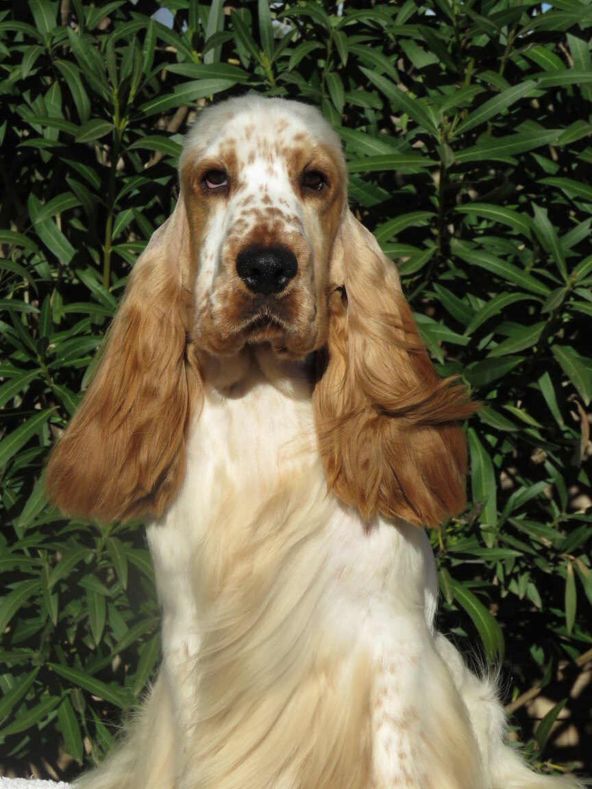 Αγγλικός Κόκερ Σπάνιελ: Ο αγαπησιάρης σκύλος που σε κυριεύει με το βλέμμα του - Φωτογραφία 2