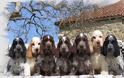 Αγγλικός Κόκερ Σπάνιελ: Ο αγαπησιάρης σκύλος που σε κυριεύει με το βλέμμα του