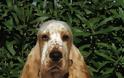 Αγγλικός Κόκερ Σπάνιελ: Ο αγαπησιάρης σκύλος που σε κυριεύει με το βλέμμα του - Φωτογραφία 2