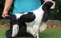 Αγγλικός Κόκερ Σπάνιελ: Ο αγαπησιάρης σκύλος που σε κυριεύει με το βλέμμα του - Φωτογραφία 3