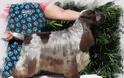 Αγγλικός Κόκερ Σπάνιελ: Ο αγαπησιάρης σκύλος που σε κυριεύει με το βλέμμα του - Φωτογραφία 4